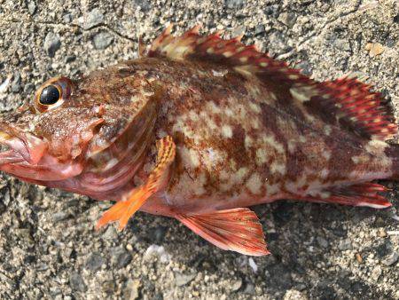 カサゴの煮付け