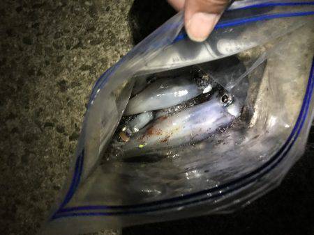 デカいか求めて!