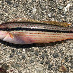 飽きのこない程度に…。