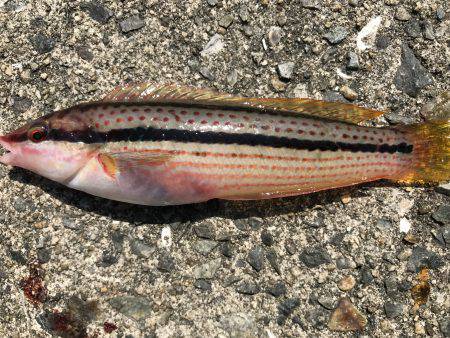 飽きのこない程度に…。