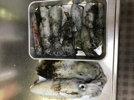 デカケンサキを求めて！