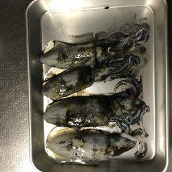 デカイカ求めて&数釣り