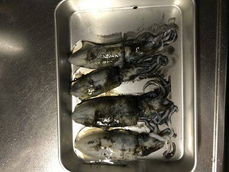 デカイカ求めて&数釣り