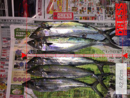 1年振りのWヘッダー‼️