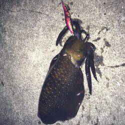 深夜からのランガン