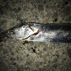 渋いなかの…。