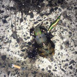 オールリリース…