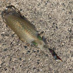 朝まづめ狙いで