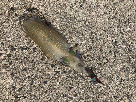 朝まづめ狙いで