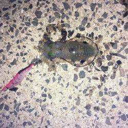 ロリイカハンター