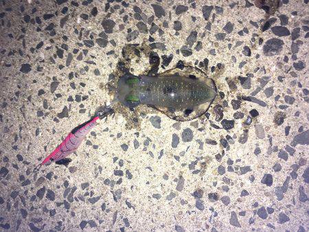 ロリイカハンター