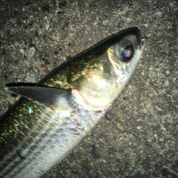 意地フィッシング