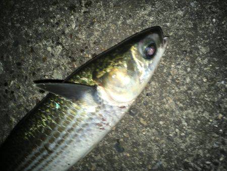 意地フィッシング