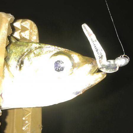 北風アジング！