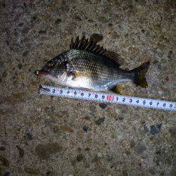 久々にエサ釣り