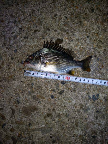 久々にエサ釣り