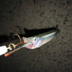 ルアーで色々釣り