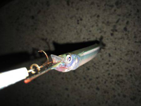 ルアーで色々釣り