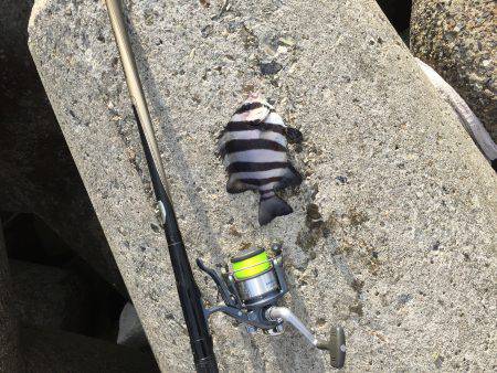 波止フカセ釣り