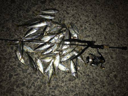 アジング釣行記