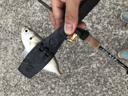 アジング釣行記