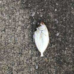 青島港に夕方からの釣行！