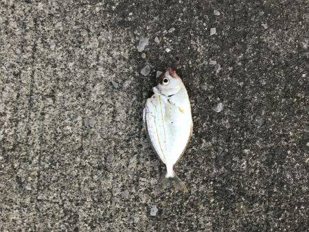 青島港に夕方からの釣行！