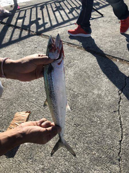 タチウオ、サゴシ