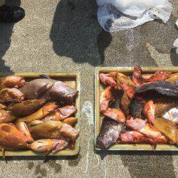 生アジのませ釣り 香住 旬香丸