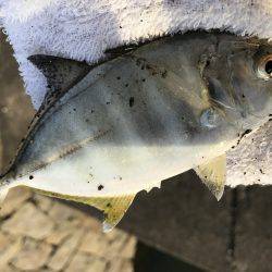 メッキのちセイゴ