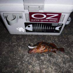 ガジリングにはまってます‼️