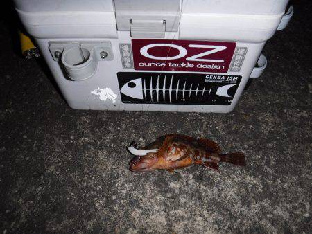 ガジリングにはまってます‼️