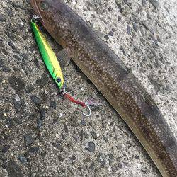 青物釣りたかった、、、