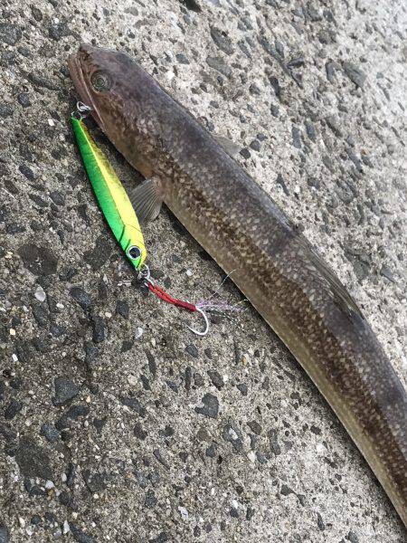 青物釣りたかった、、、