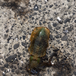 朝まづめ エギング