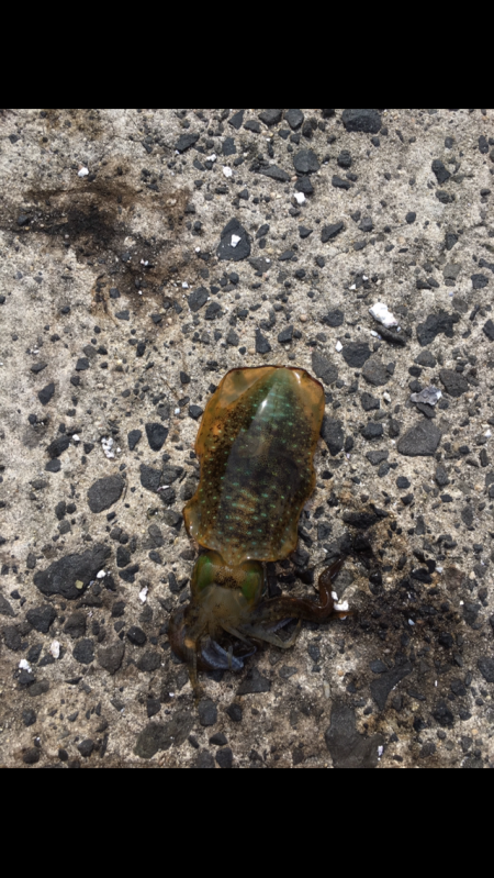 朝まづめ エギング