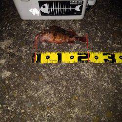 ガシラ調査⁉️