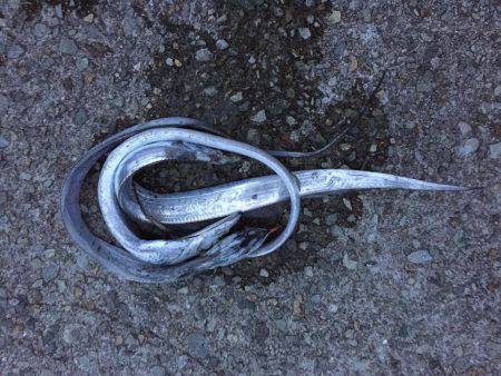 台風前、太刀魚調査