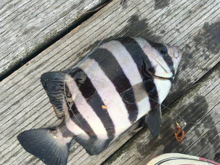 初種目フィッシュ