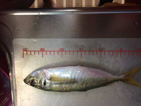 アジ、カンパチ