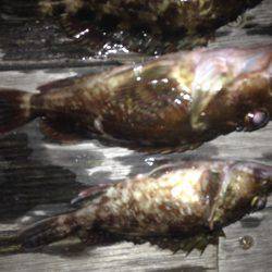 ロックフィッシュ