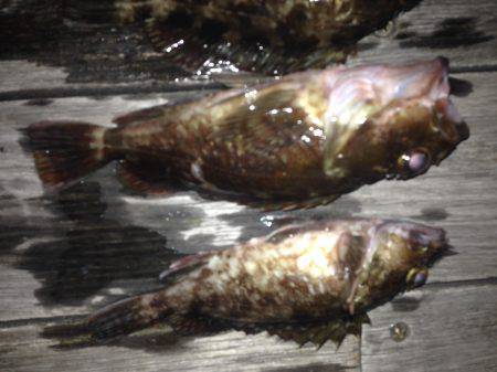 ロックフィッシュ