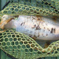 宇佐ボートエギング