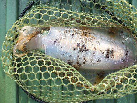 宇佐ボートエギング