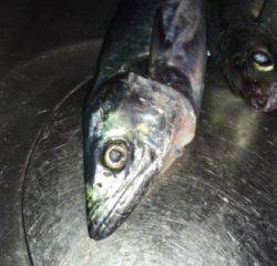 ショアジギング