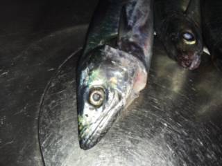 ショアジギング