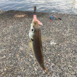 アジングの季節