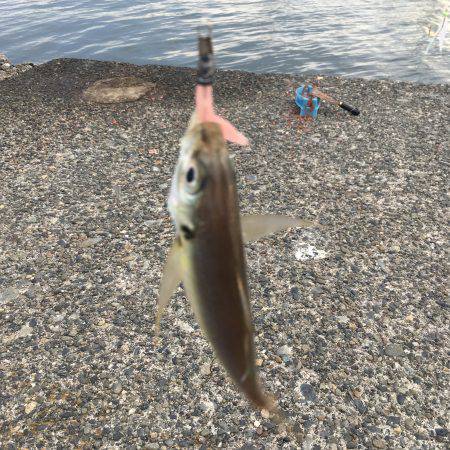 アジングの季節