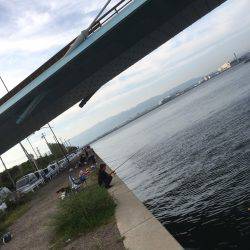 アジ釣りの筈が、、