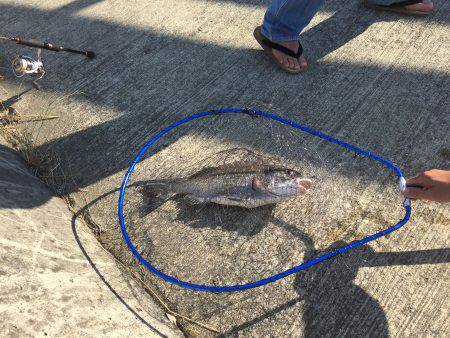 たにもっさん。空っぽの冷蔵庫をチヌでいっぱ…